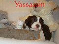 Yassassin1